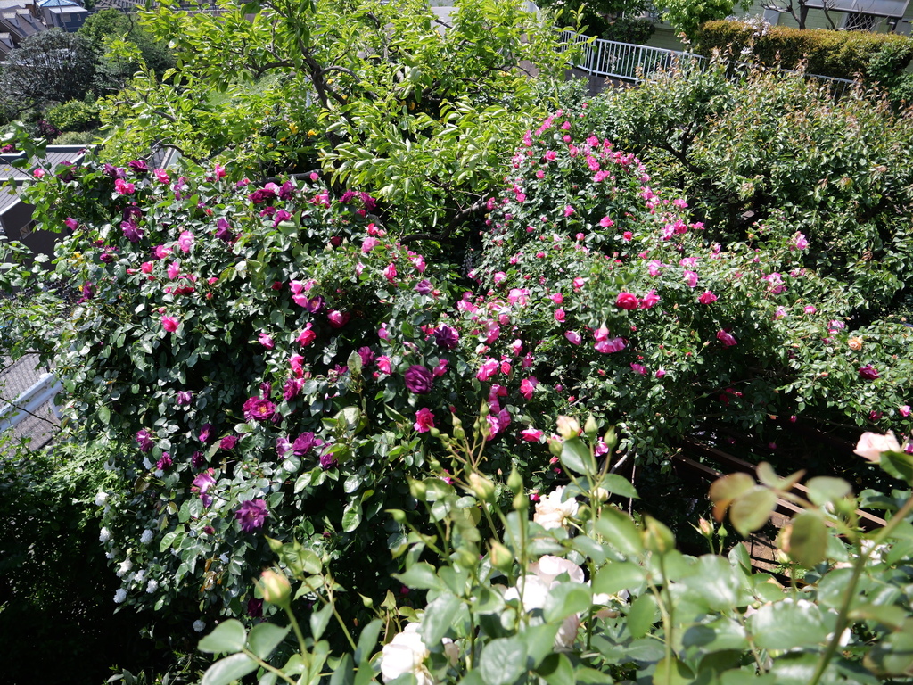 2025-05-04 10_14№(0450).JPG