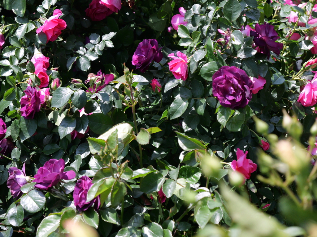 2025-05-04 10_14№(0452).JPG