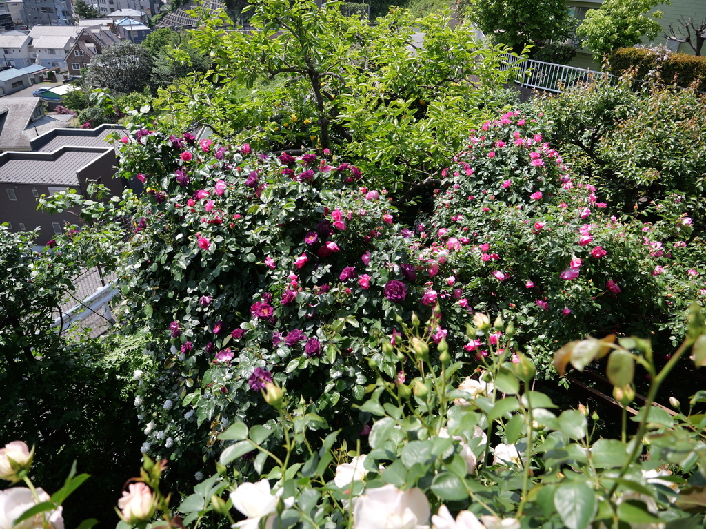 2025-05-04 10_17№(0461).JPG