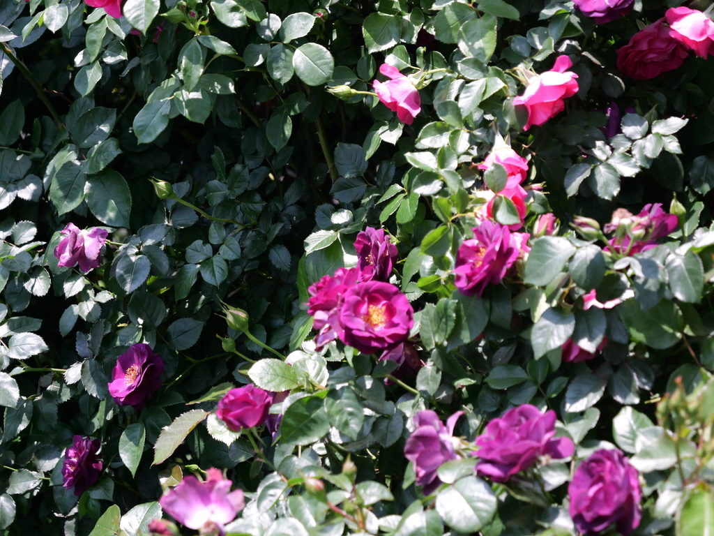 2025-05-04 10_17№(0465).JPG