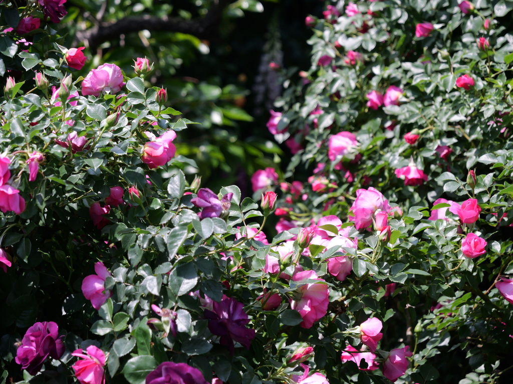 2025-05-04 10_18№(0468).JPG