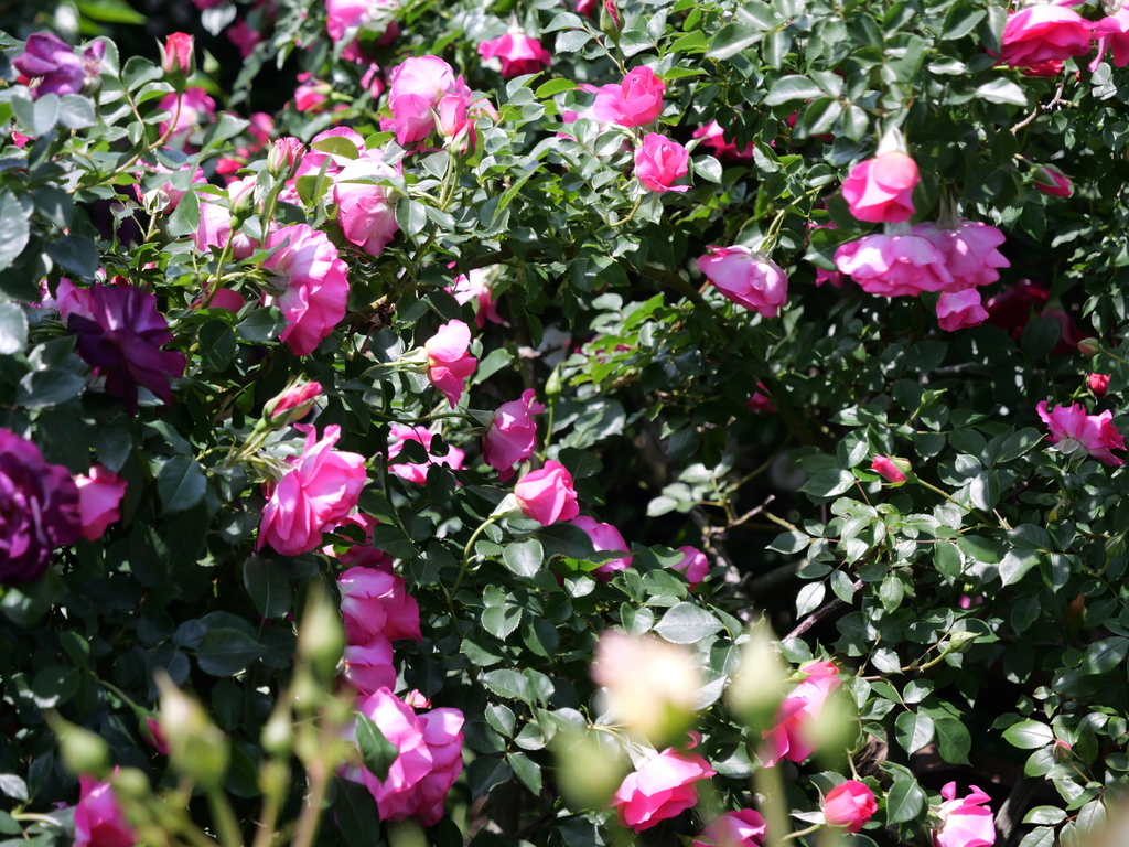 2025-05-04 10_18№(0469).JPG