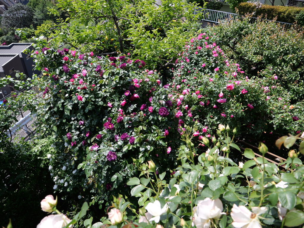 2025-05-04 10_18№(0471).JPG