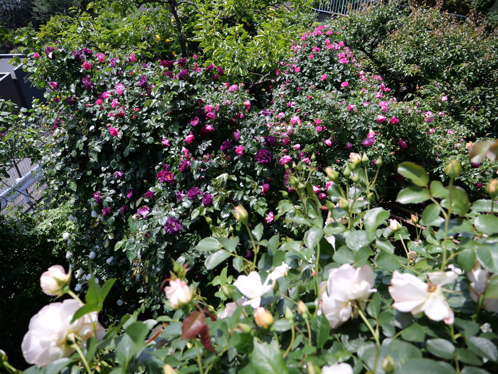 2025-05-04 10_18№(0474).JPG