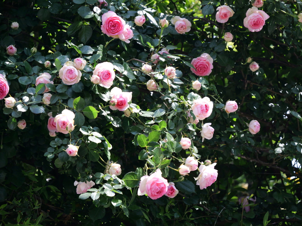 2025-05-04 10_28№(0479).JPG