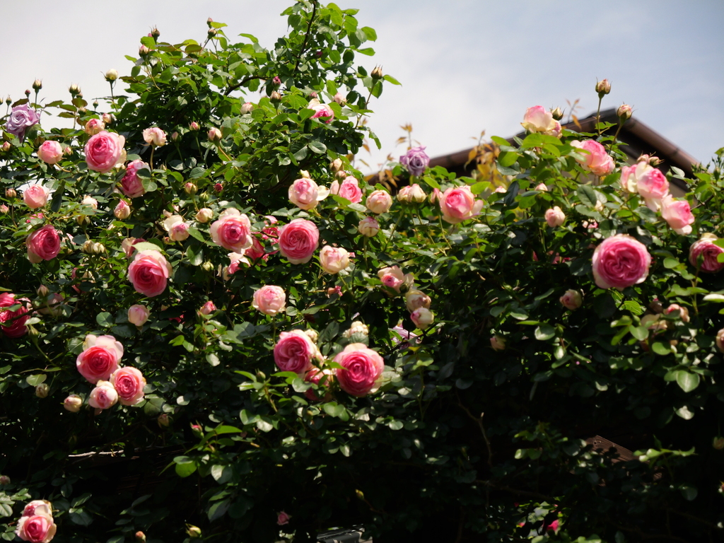 2025-05-04 10_29№(0482).JPG