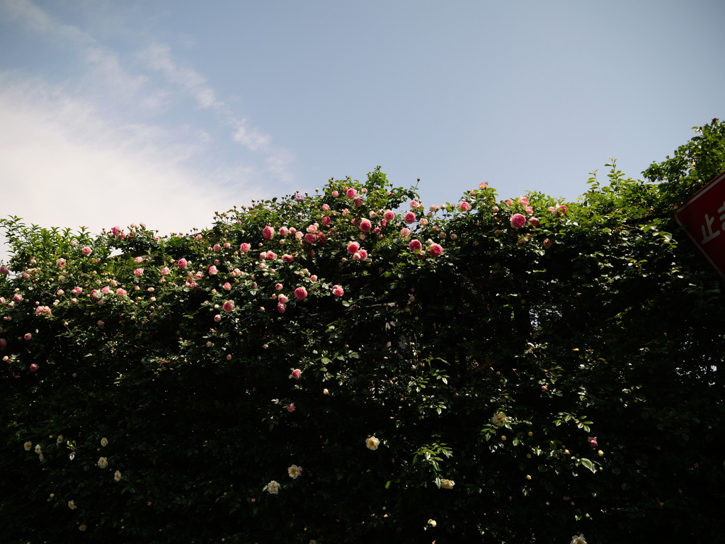 2025-05-04 10_29№(0484).JPG