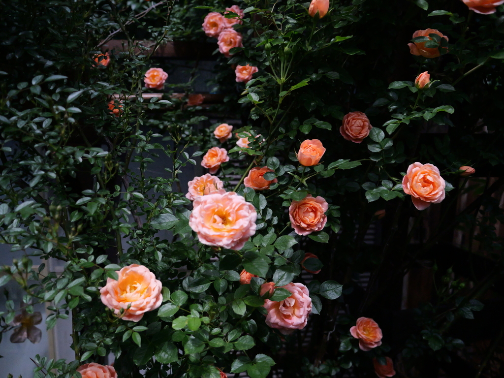 2025-05-04 11_09№(0598).JPG