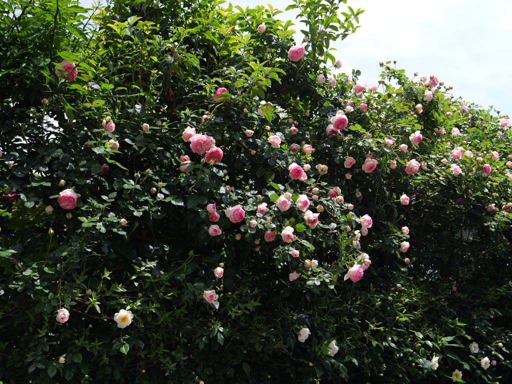 2025-05-04 11_19№(0635).JPG
