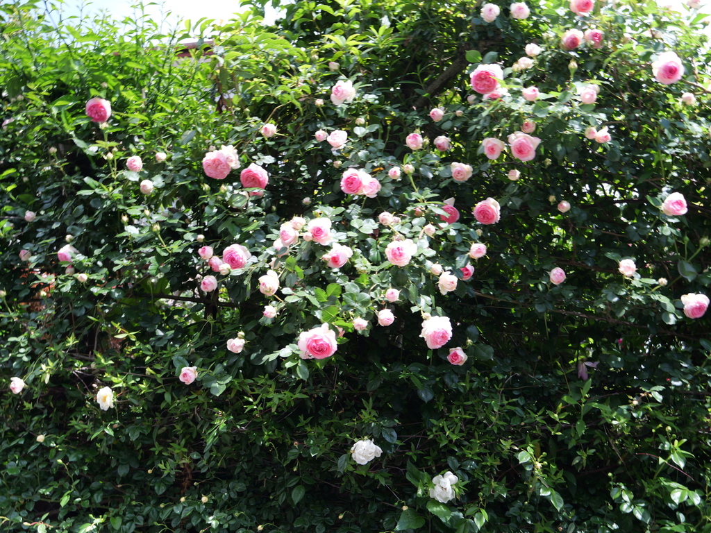 2025-05-04 11_19№(0636).JPG
