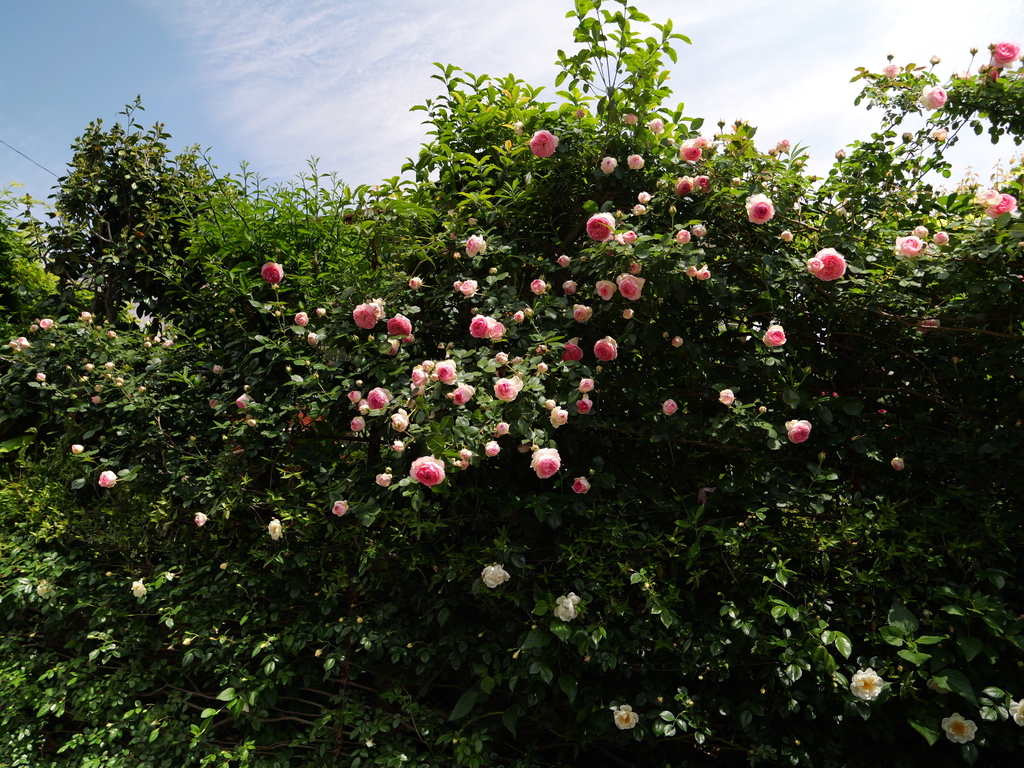 2025-05-04 11_19№(0638).JPG