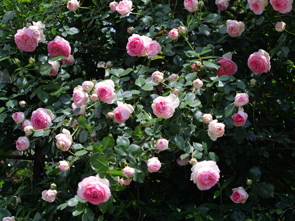 2025-05-04 11_19№(0639).JPG