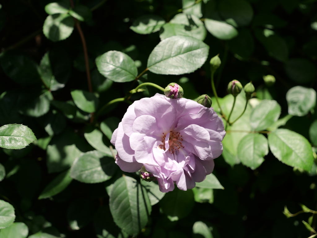 2025-05-05 10_49№(0260).JPG