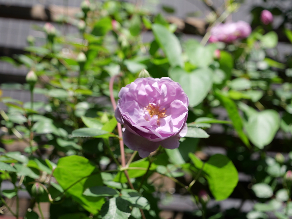 2025-05-05 10_49№(0262).JPG