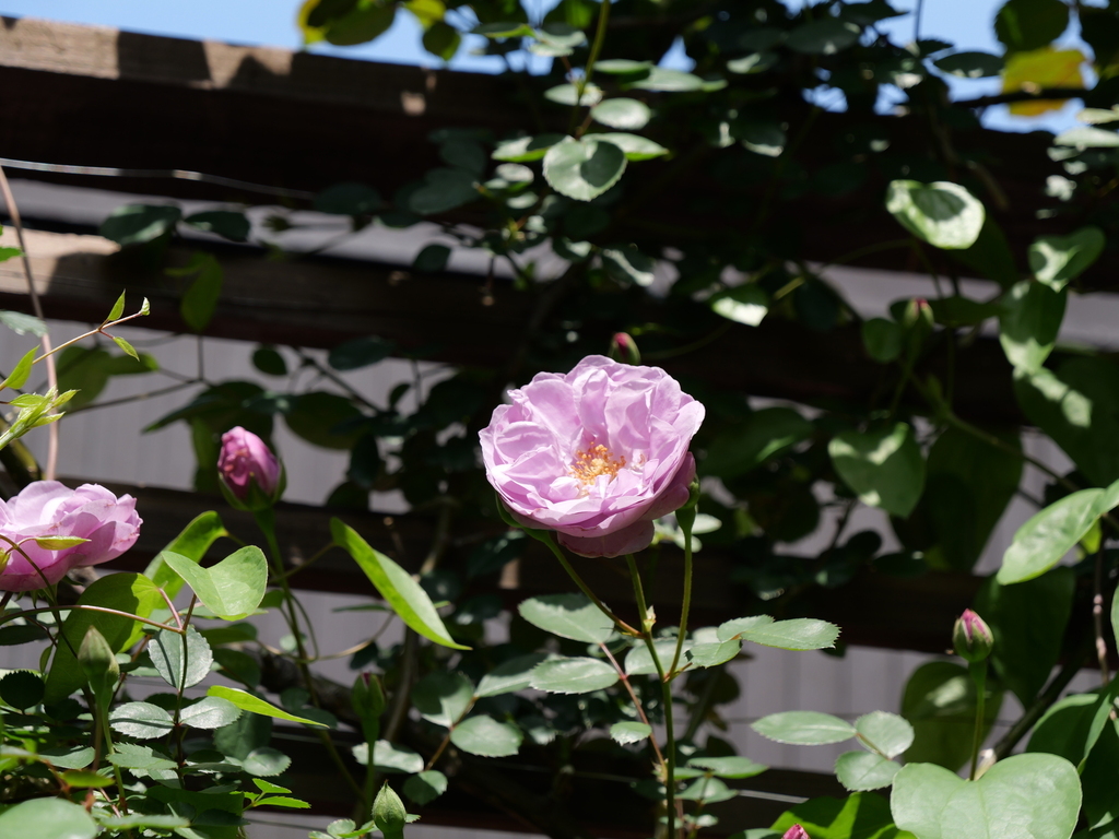 2025-05-05 10_50№(0264).JPG