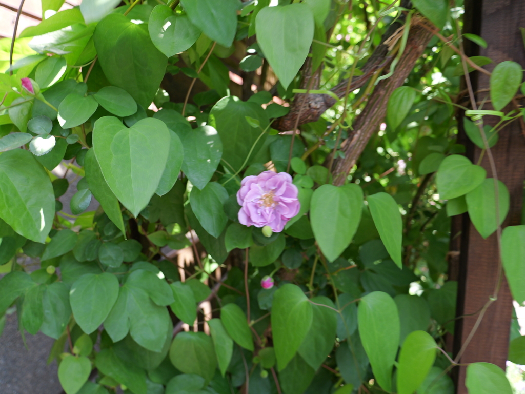 2025-05-05 10_50№(0265).JPG
