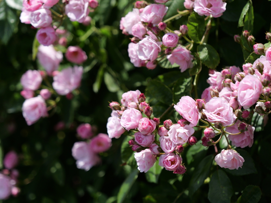 2025-05-05 10_52№(0354).JPG
