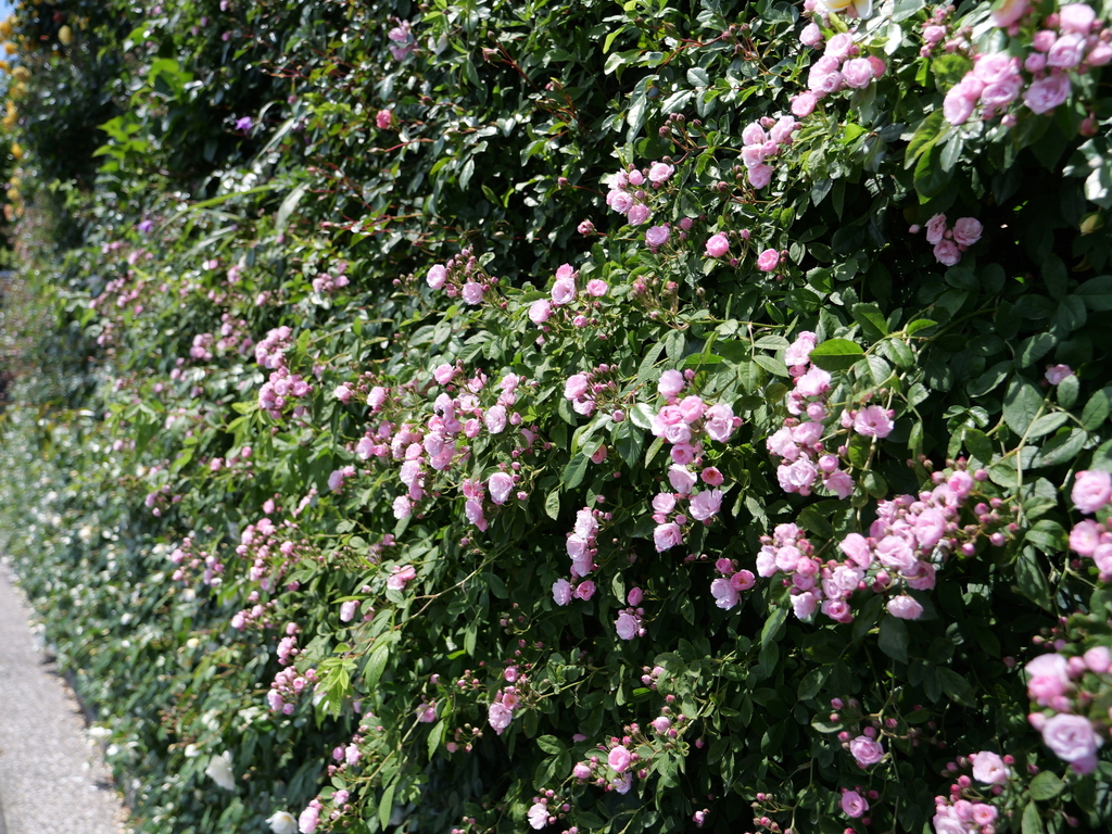2025-05-05 10_52№(0356).JPG