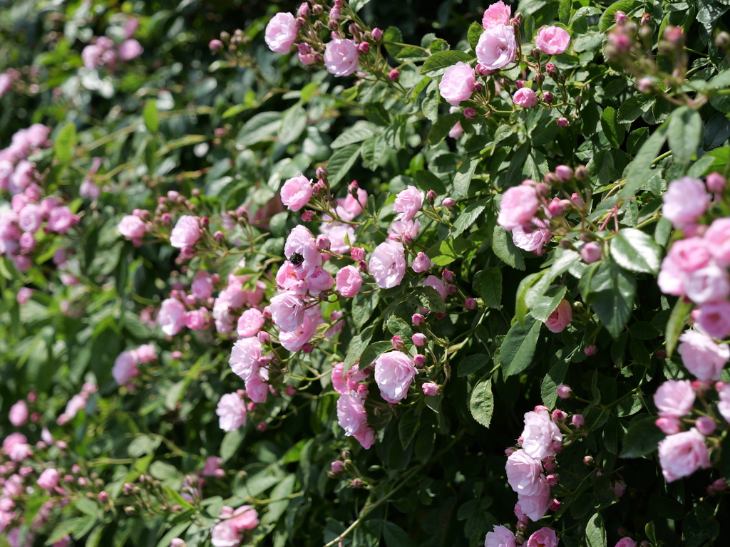 2025-05-05 10_52№(0357).JPG