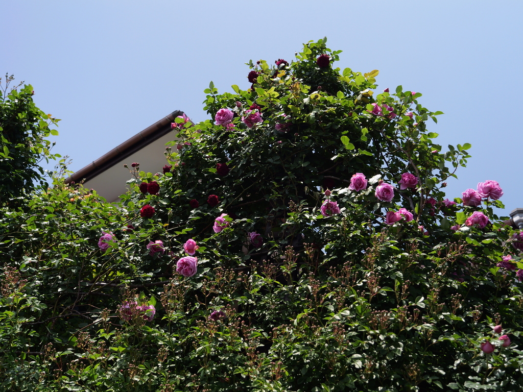 2025-05-05 10_53№(0364).JPG