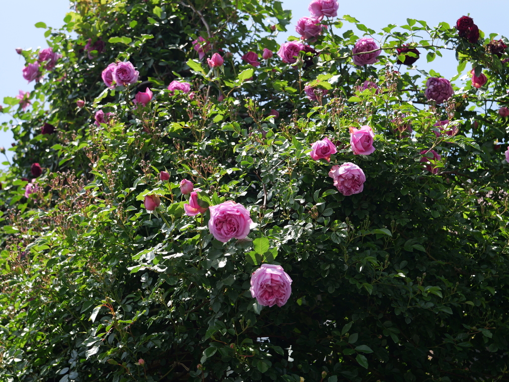 2025-05-05 10_53№(0376).JPG