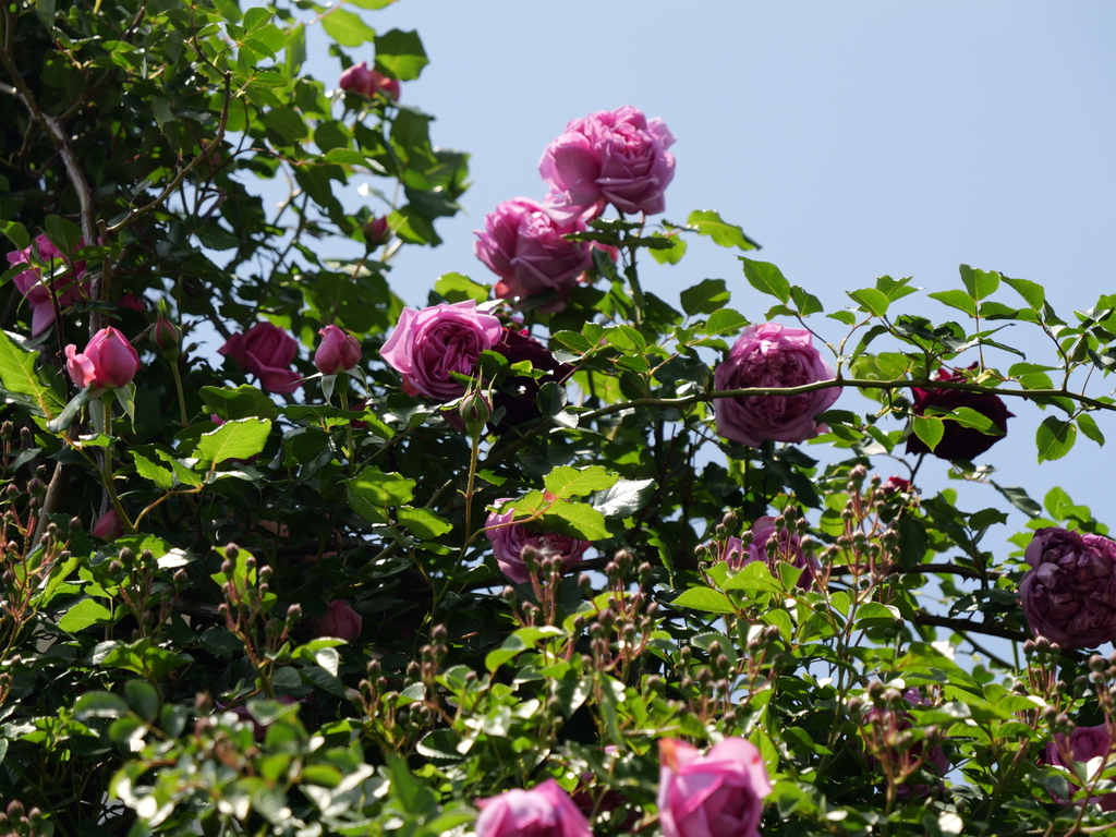 2025-05-05 10_53№(0378).JPG