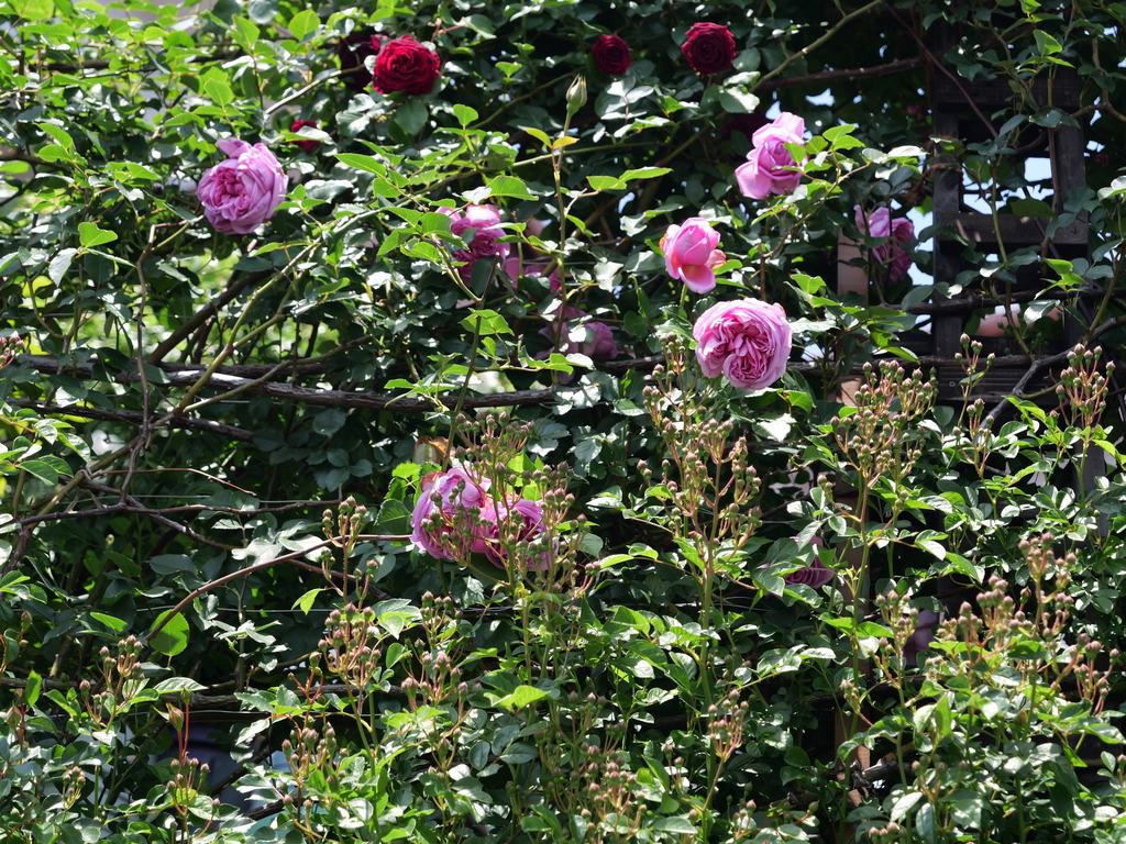 2025-05-05 10_53№(0385).JPG