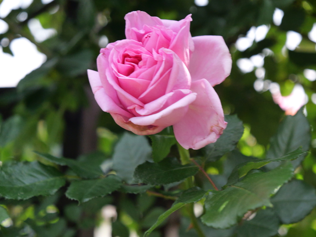 2025-05-05 11_03№(0685).JPG