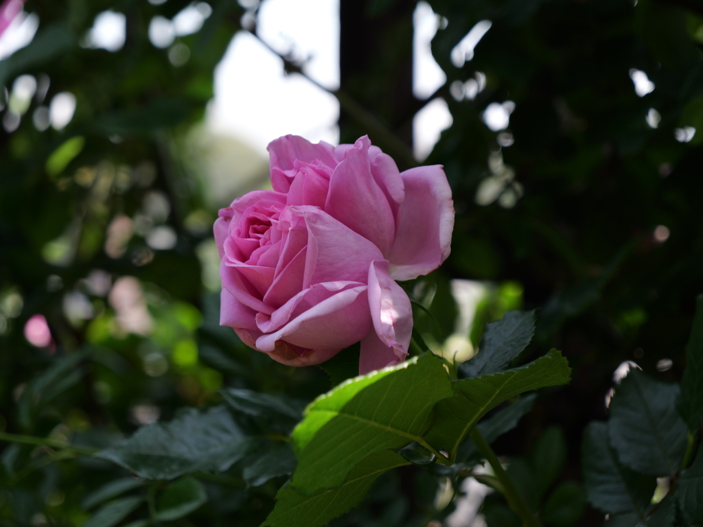 2025-05-05 11_03№(0695).JPG