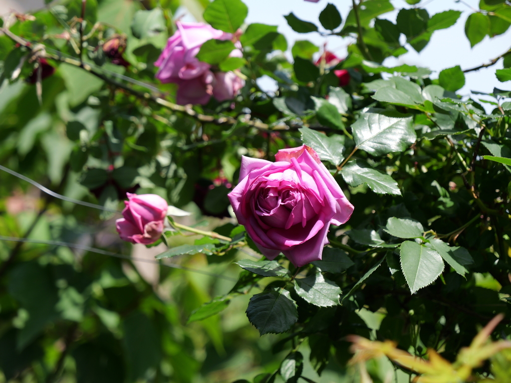 2025-05-05 11_03№(0696).JPG