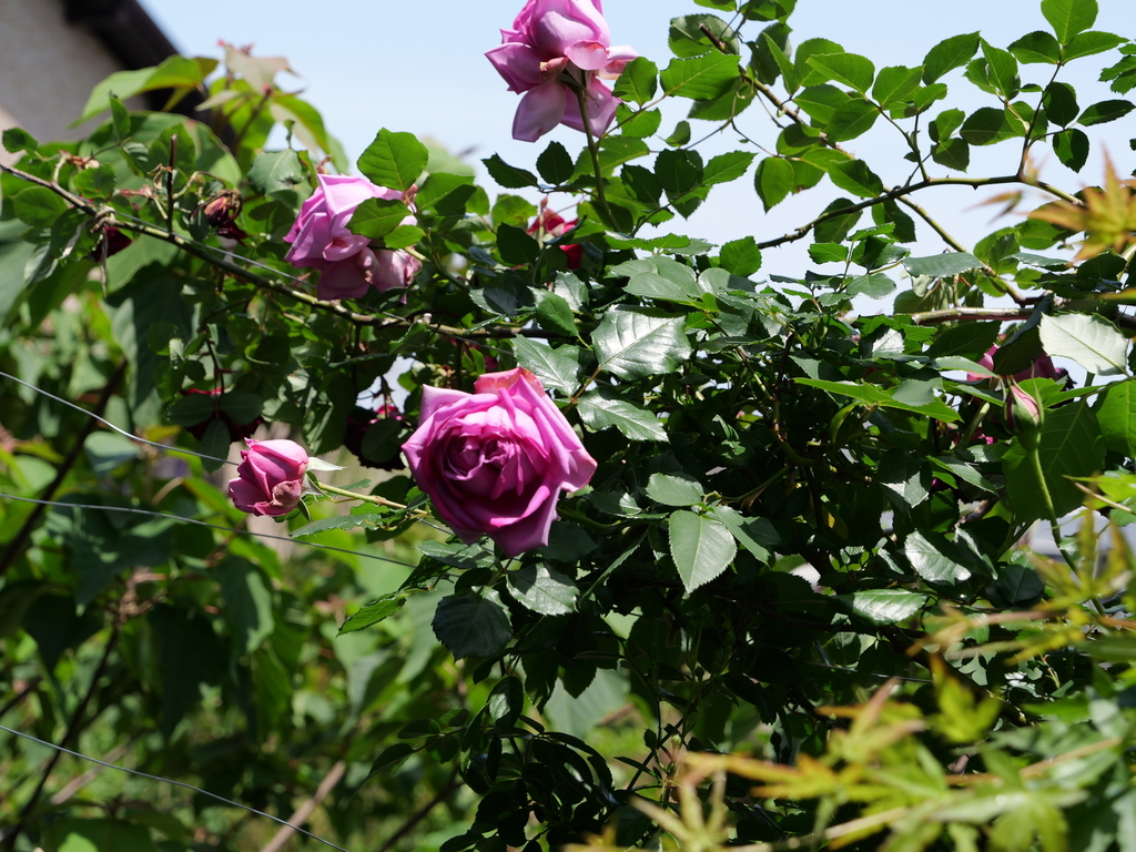 2025-05-05 11_03№(0697).JPG