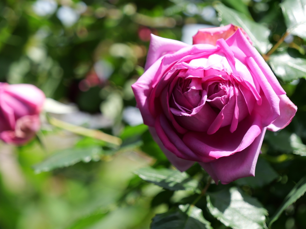 2025-05-05 11_03№(0699).JPG