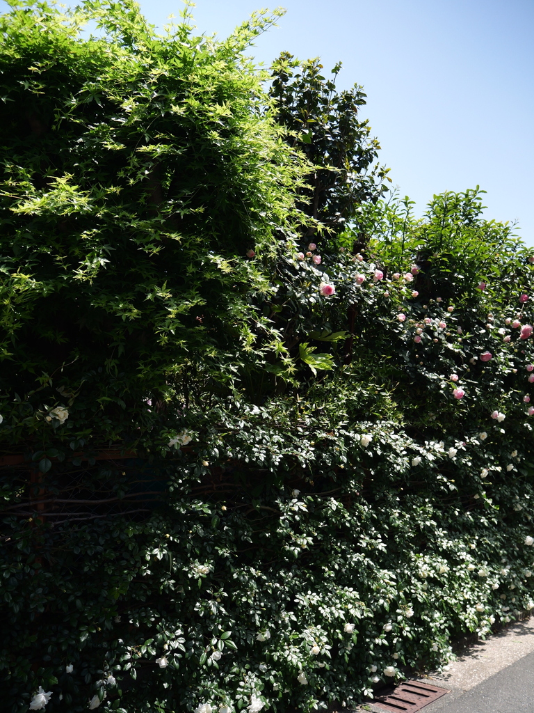 2025-05-05 11_10№(0711).JPG