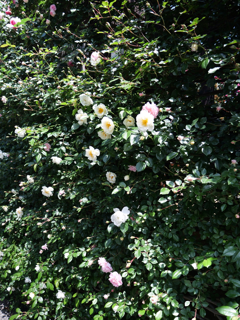2025-05-05 11_13№(0715).JPG