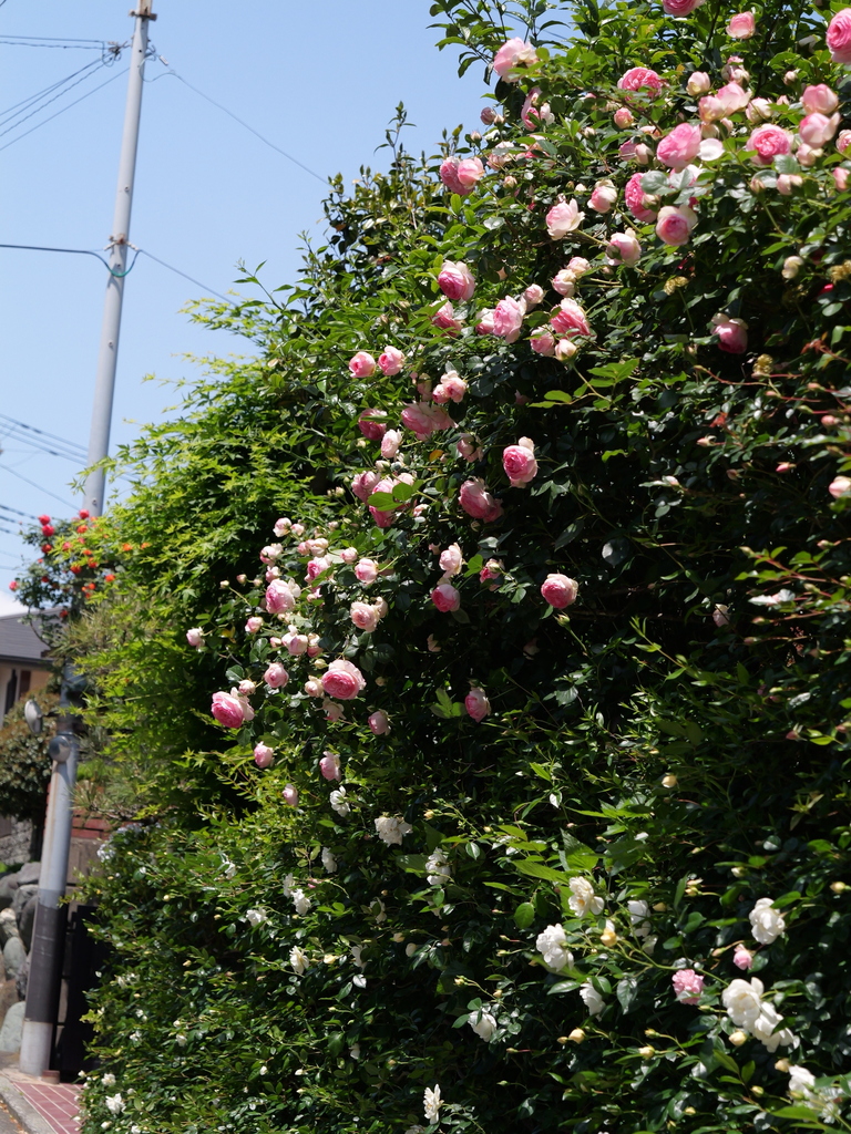 2025-05-05 11_43№(0808).JPG
