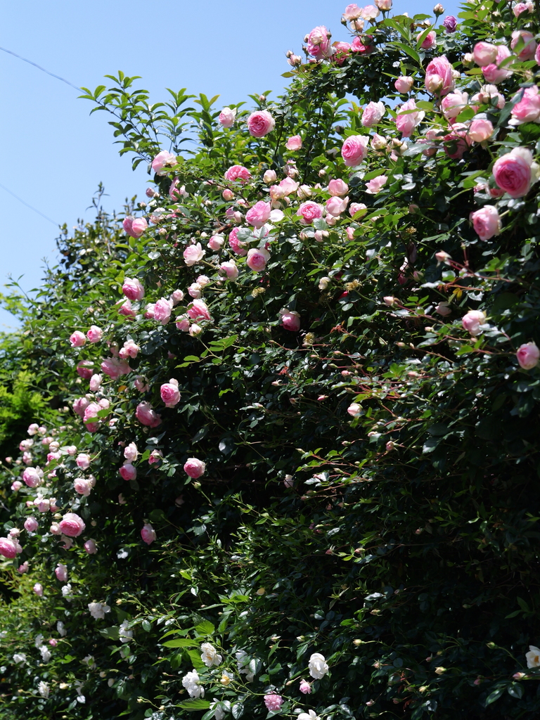 2025-05-05 11_43№(0810).JPG