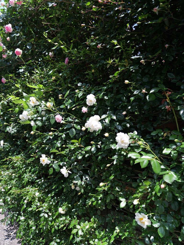 2025-05-05 11_43№(0812).JPG