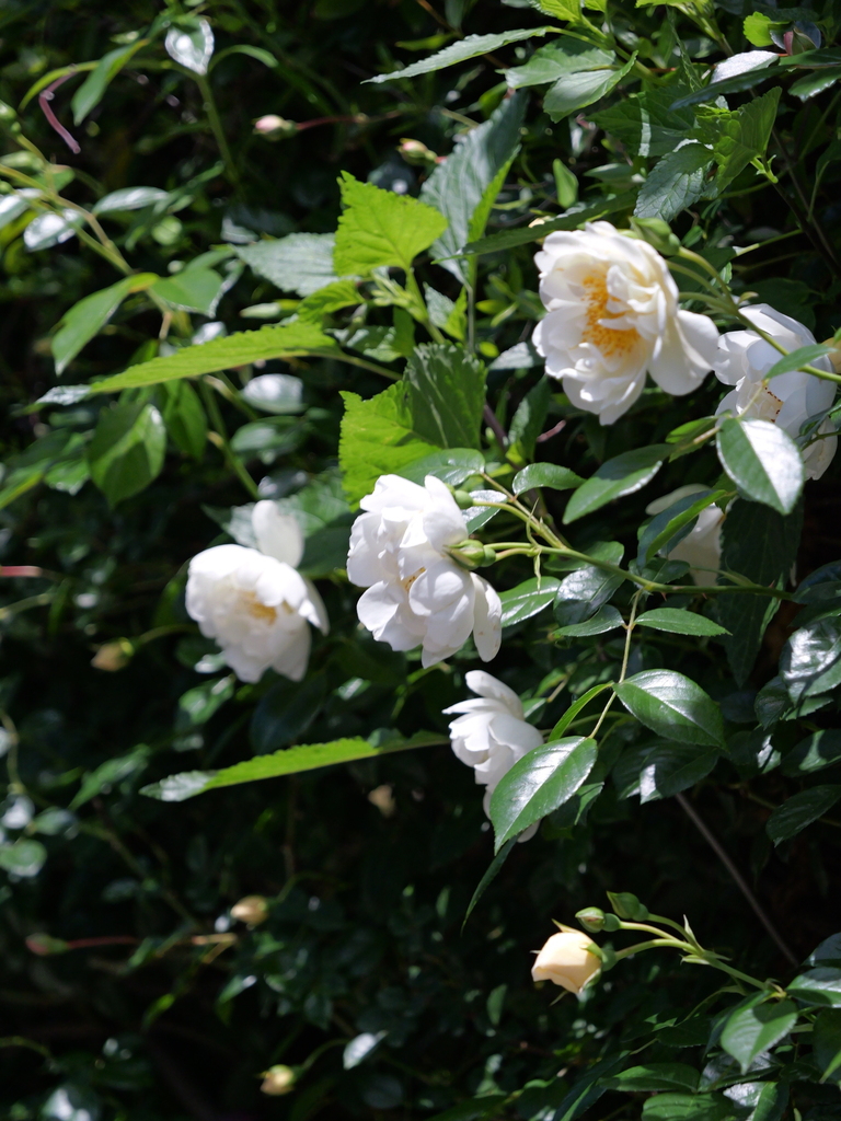 2025-05-05 11_43№(0815).JPG