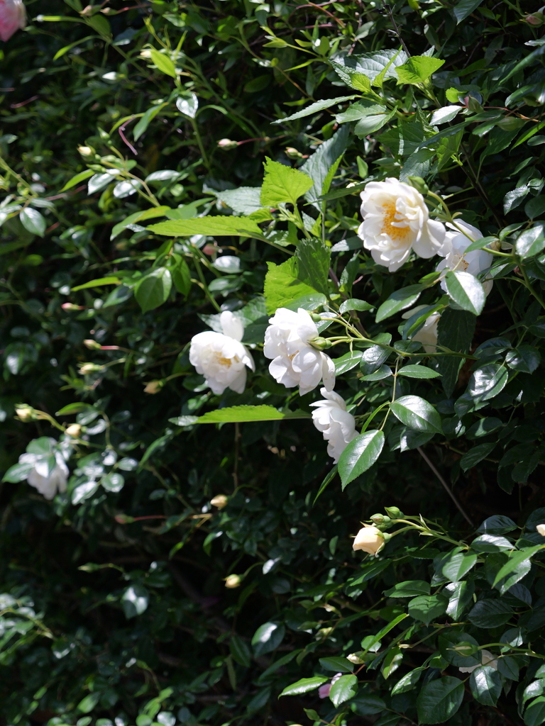 2025-05-05 11_43№(0816).JPG