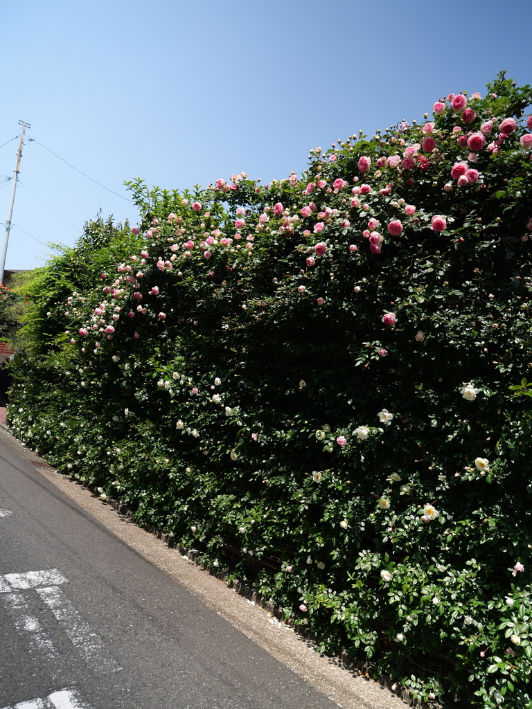 2025-05-05 11_43№(0817).JPG
