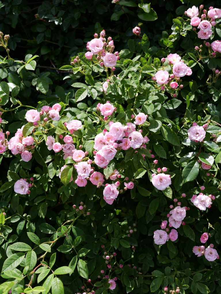 2025-05-05 11_44№(0839).JPG
