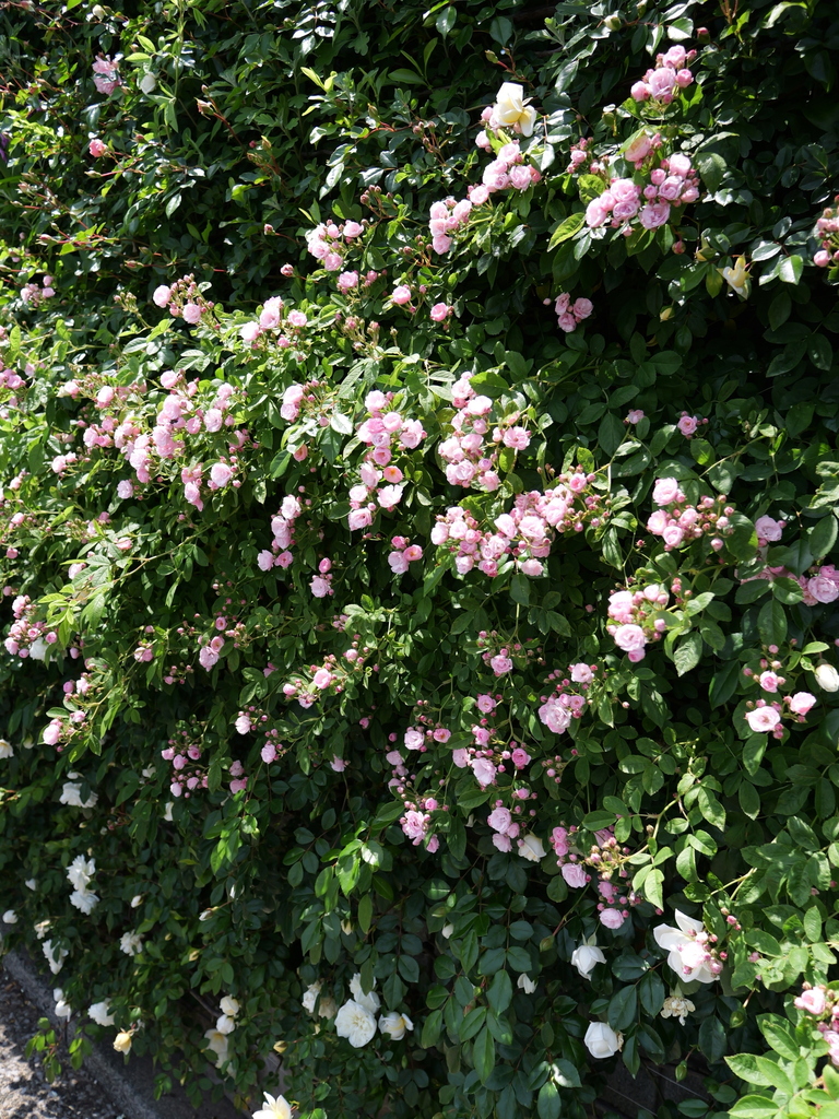 2025-05-05 11_44№(0842).JPG