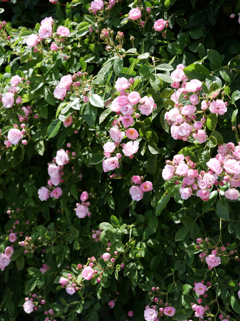 2025-05-05 11_44№(0843).JPG