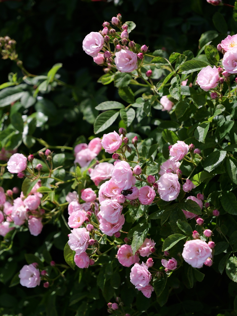 2025-05-05 11_44№(0845).JPG