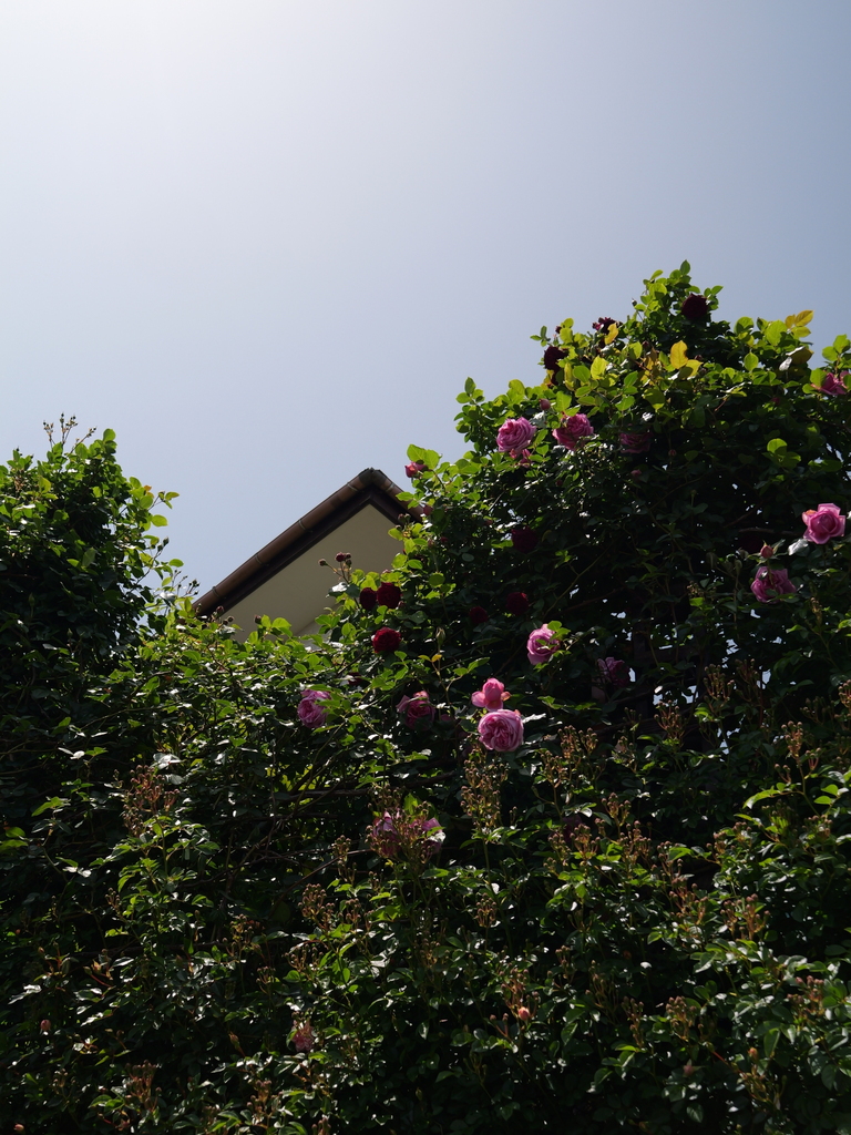 2025-05-05 11_44№(0850).JPG
