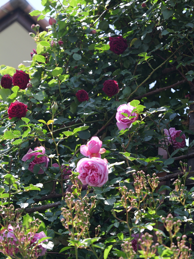 2025-05-05 11_44№(0851).JPG