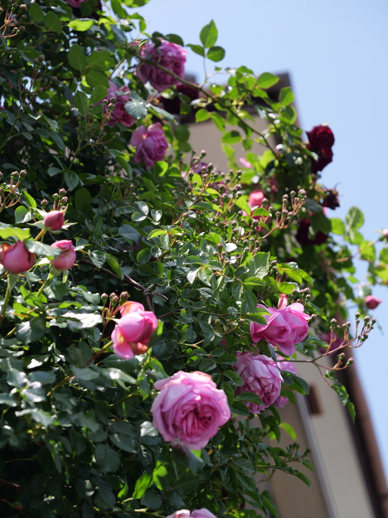 2025-05-05 11_44№(0853).JPG