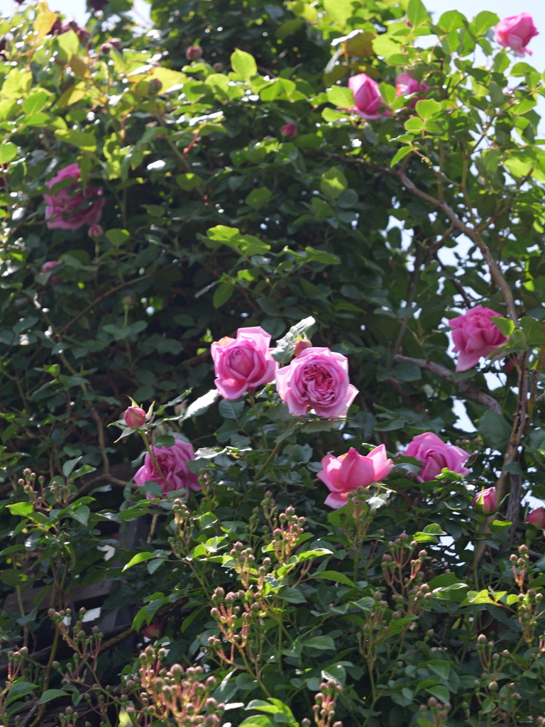 2025-05-05 11_44№(0854).JPG