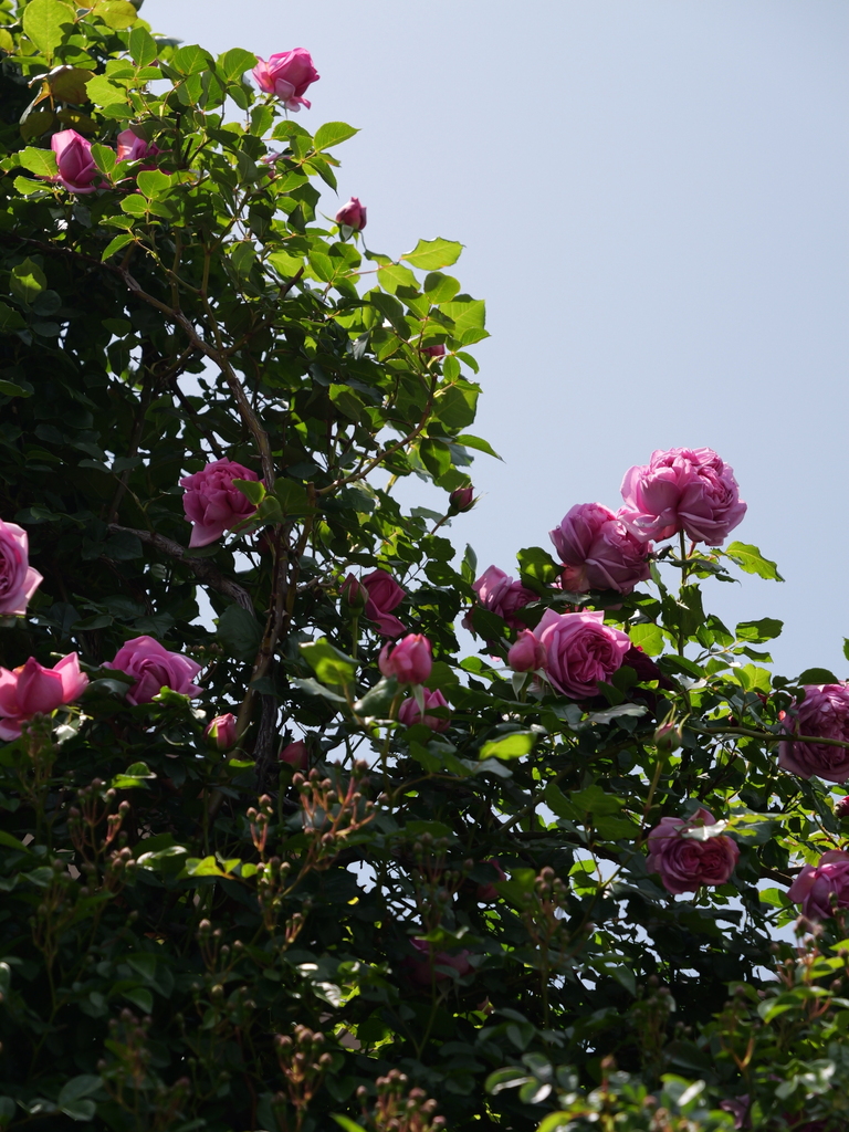 2025-05-05 11_44№(0855).JPG