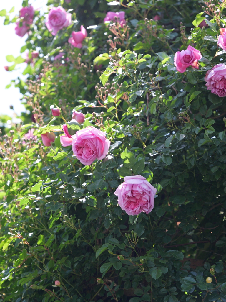 2025-05-05 11_44№(0857).JPG